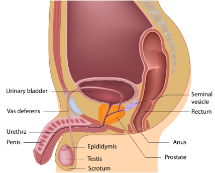 The image is a diagram of the prostate.