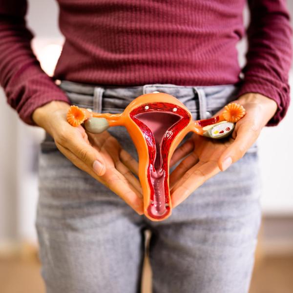 A model showing ovaries is being held by a women wearing grey jeans and a purple top.